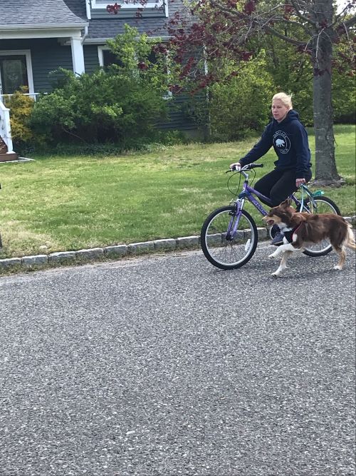 why do dogs run after bikes