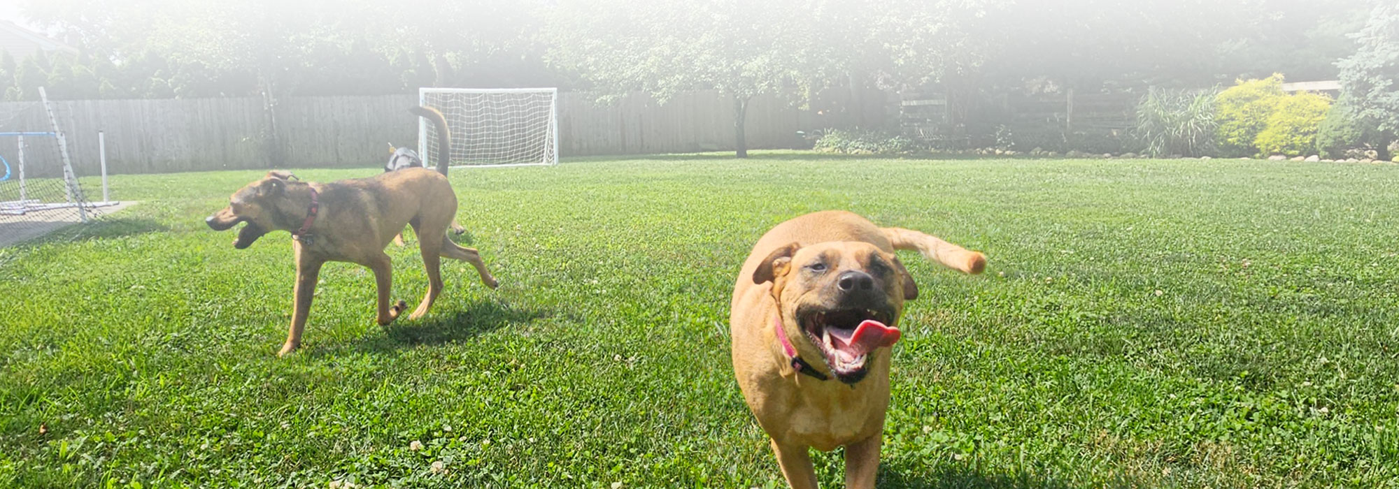 Fun at doggie daycare