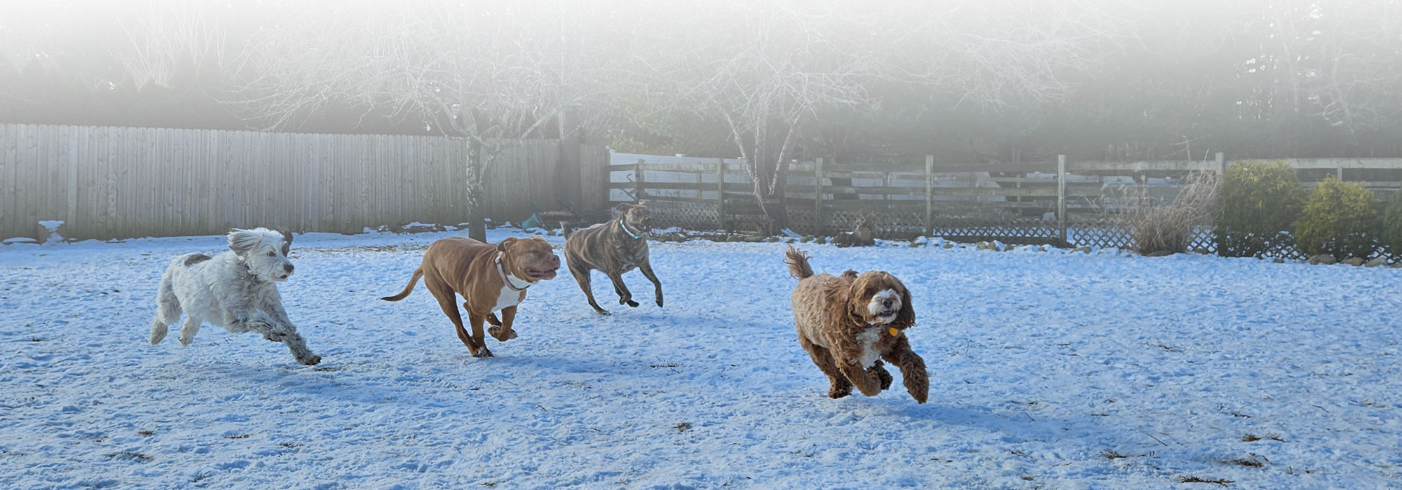 Snow day at Gone Country Dogs