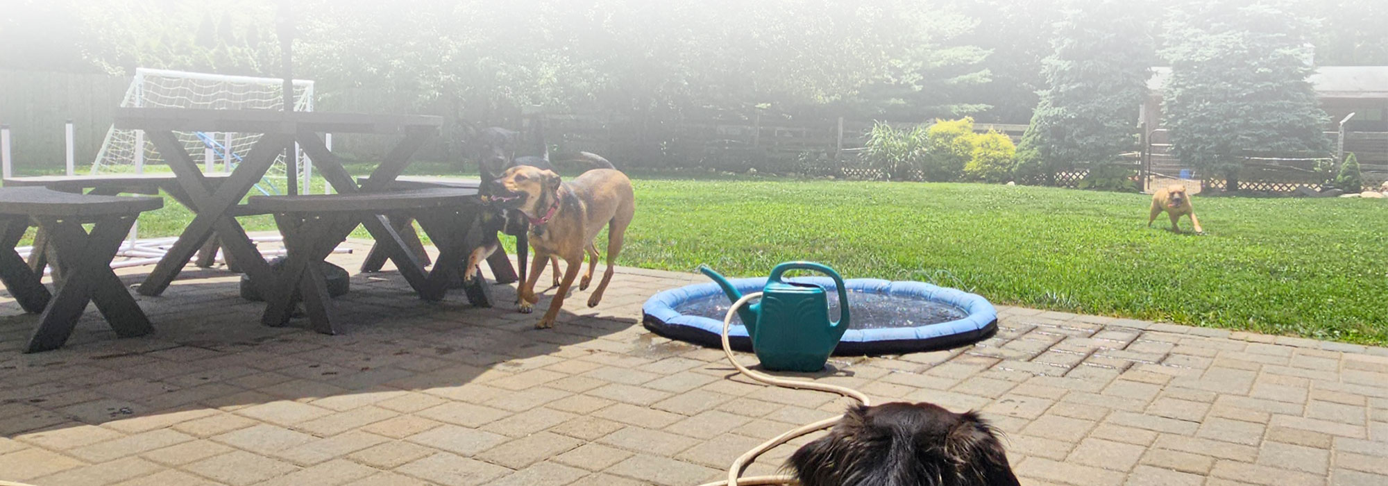 Summertime dog play session