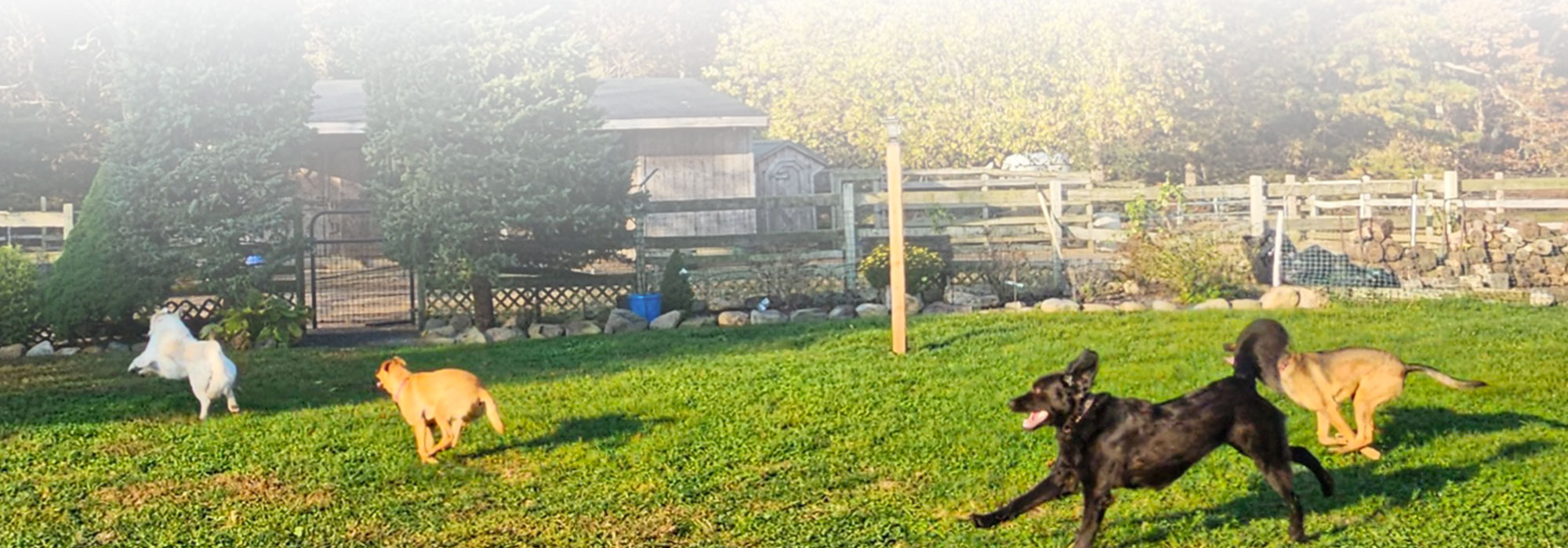 Running with the pack at Gone Country Dogs